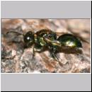 Chalcididae - Erzwespe 03a 3-4mm.jpg